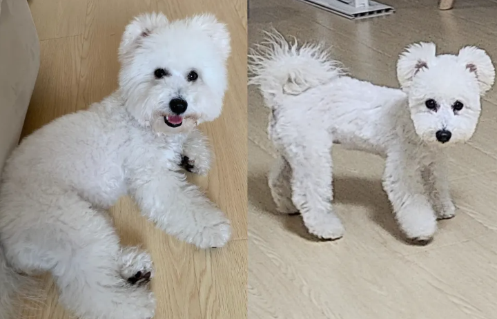 理发